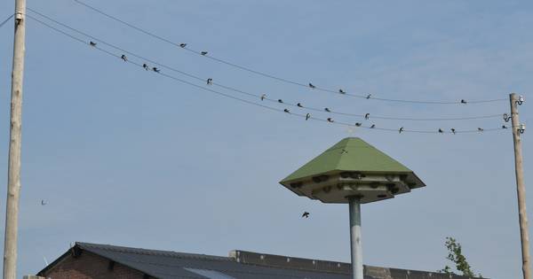 Huiszwaluw voelt zich thuis in Hooge Mierde