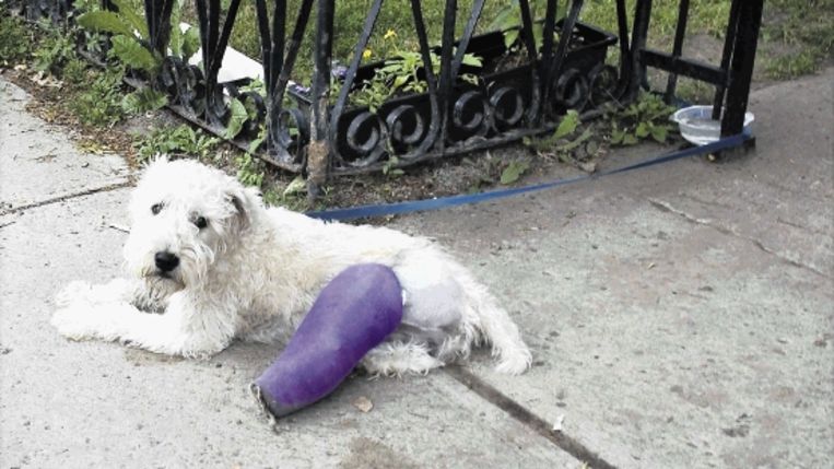 De Hond Als Muze Trouw