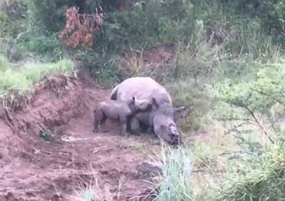Hartverscheurend: babyneushoorn probeert te drinken bij dode moeder