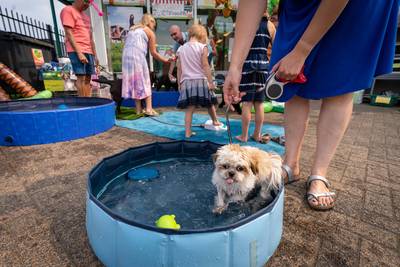 Met deze 5 tips blijft je huisdier koel in de zomerse hitte