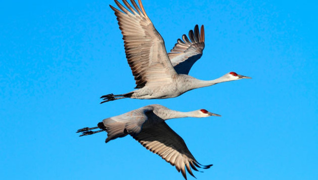 Migration Record De Grues Cendrées Au Dessus De La Belgique