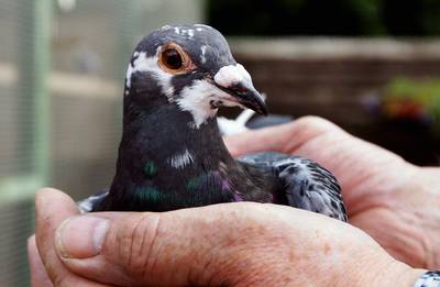 Belgische duivenrace eindigt in drama: 5000 duiven zoek