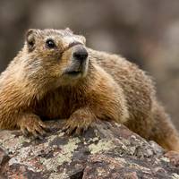 ‘OnlyMarms’: Amerikaanse wetenschapper lanceert OnlyFans-account voor marmotten om geld in te zamelen