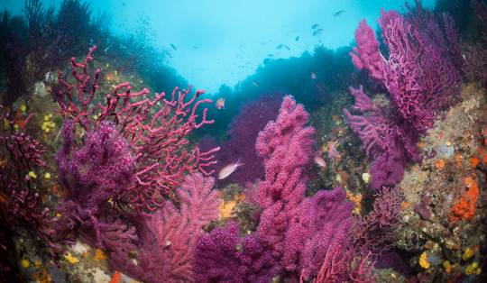 Wetenschappers werken aan ‘ark van Noach’ voor koralen: ideaal of idioot?