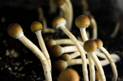 Paddo's zorgen voor herstart in hersenen van depressieve patiënt