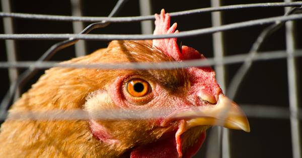 Plaatselijk Belang Welsum verbaasd over gezwabber rond kippenfarm