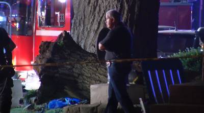 Tak van 100 jaar oude eikenboom doodt twee Amerikanen bij vuurwerkshow