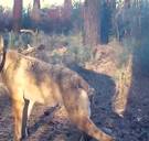 Wolvenexperts zijn zeker: ‘Naya en haar welpen zijn gedood door jagers’