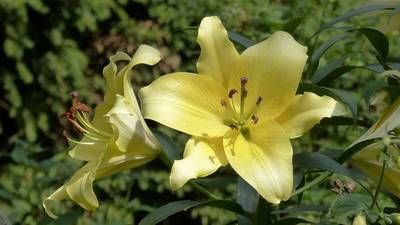 Een schaduwtuin? Zo fleur je ‘m op