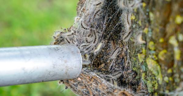 Het kan nog erger: processierups zit straks in elke eik - Tubantia