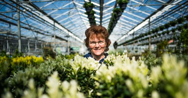 Niemand wil nog een buxus, dus wordt het taxus, ilex, of tóch buxus: ‘Hij blijft als een pak koffie in de supermarkt’