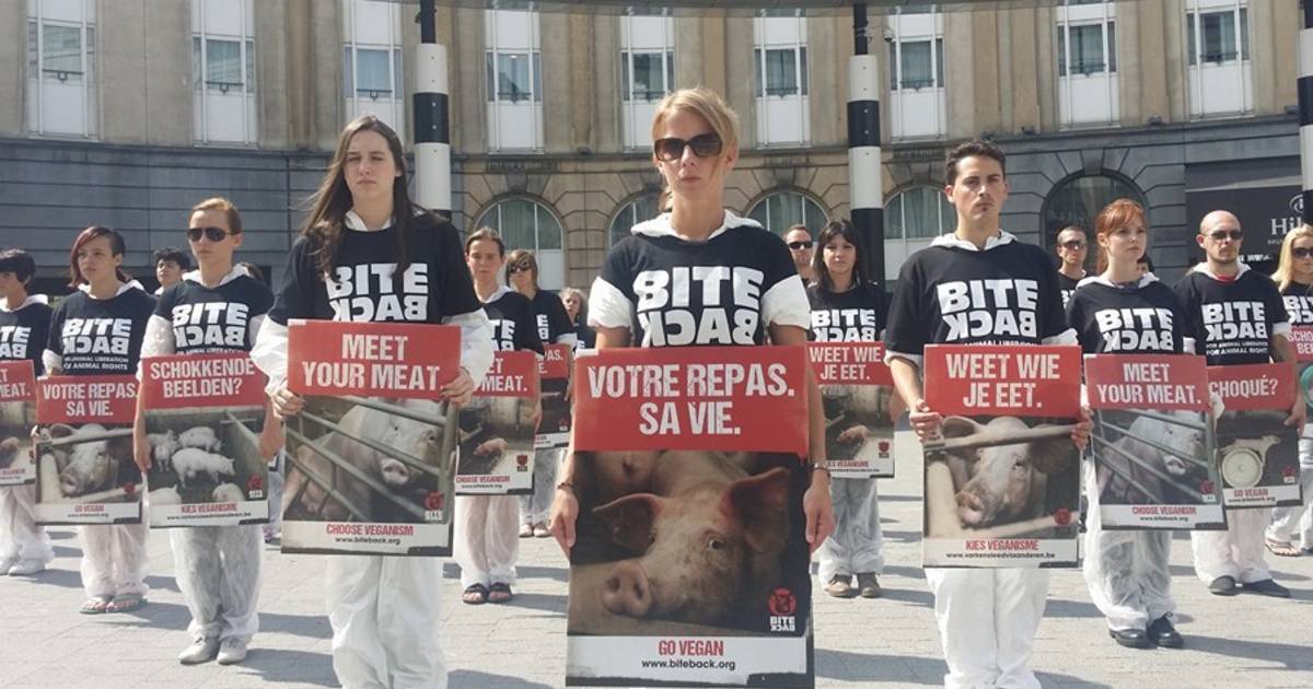 Dierenrechtenorganisatie protesteert tegen het lijden van varkens in België | Dieren | hln.be