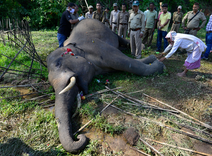 Een Indiase vrouw zegent een dode wilde olifant nadat deze stierf als gevolg van voedselvergiftiging, in Panbari in India. Foto Stringer