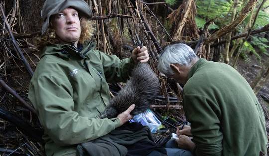 Natuurbeschermers jagen nu op de exotische vijand van de kiwi: ‘Nieuw-Zeeland is hún plek’