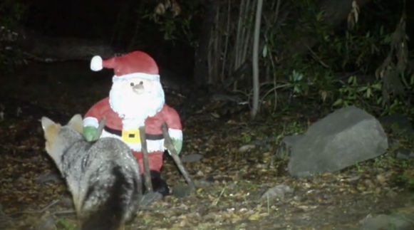 Beer Neemt Kerstman Te Grazen Dieren Wetenschap Planeet Hln