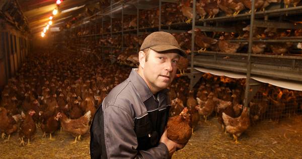'Met zestigduizend kippen ben je een mini-bedrijfje'