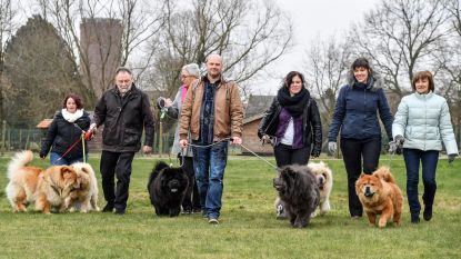 "Achtergelaten Chow Chows nieuw leven bezorgen"