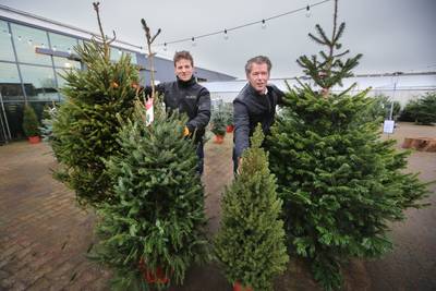 Traditionele kerstboom bedreigd door klimaatverandering en kevers