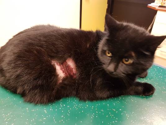 Kat Luna is door vuurwerk verminkt geraakt in Bergen op Zoom