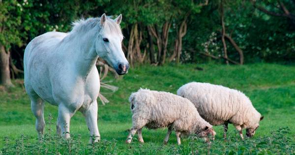 72 politiemeldingen in Kerkwerve, waarvan de helft over schapen