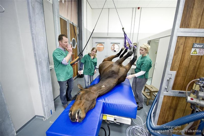 Dierenarts westerhaar