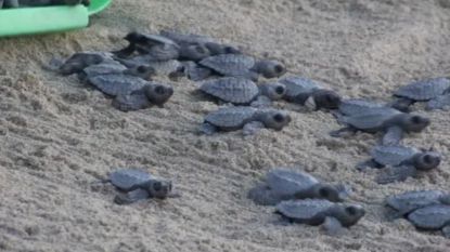 35.000 schildpadjes naar zee gebracht in Mexico