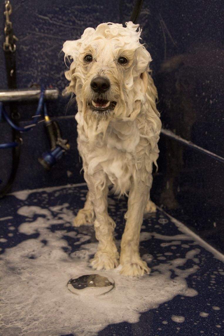 Dierenasiel Amsterdam Wil Record Honden Wassen Vestigen Het Parool