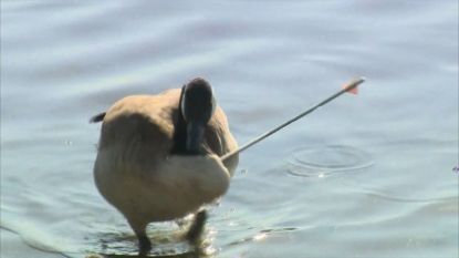 Drie weken loopt ze rond met pijl in nek, maar gans overleeft aanval