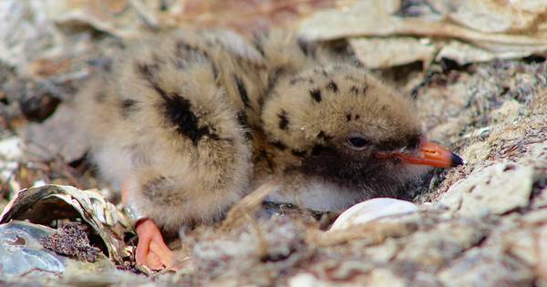Herstel kustlandschap Grevelingen