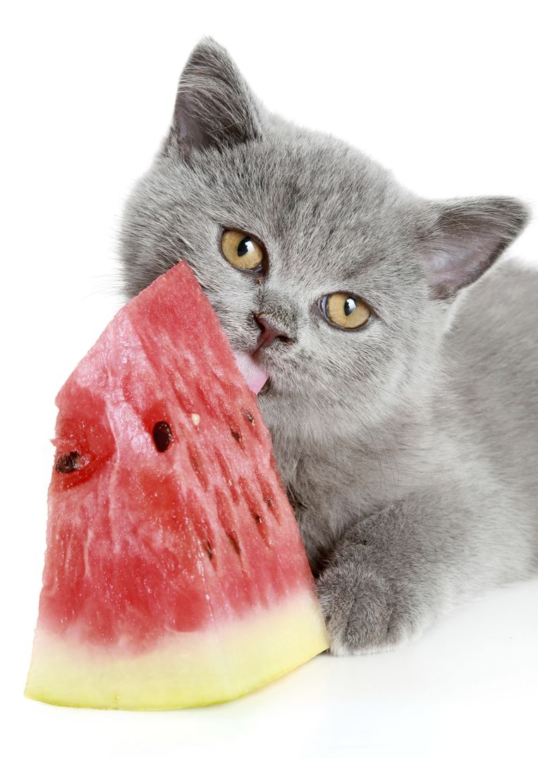 Tips om je huisdieren koel te houden bij een hittegolf Dieren 
