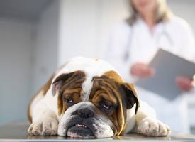 De dierenarts wordt steeds duurder, dit is waarom