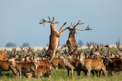 Doodgeschoten snelwegherten Oostvaardersplassen waren drachtig