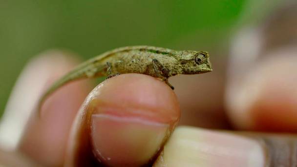 Super Small Animals