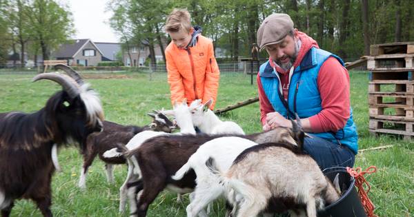 Leven voor 'overbodige' geitenbokjes bij Breugelse hobbyboer Maarten Segers