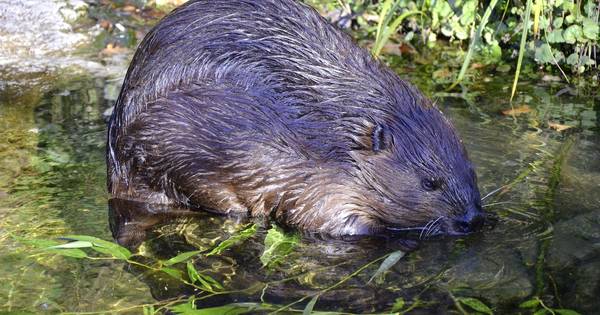 Bever duikt ook op in Milheeze