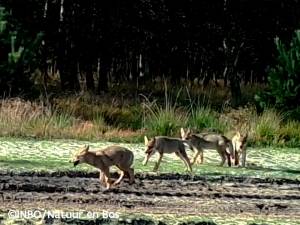 Un louveteau retrouvé mort dans le Limbourg