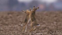 Daarom noemen ze een mannelijke haas dus een 'rammelaar'