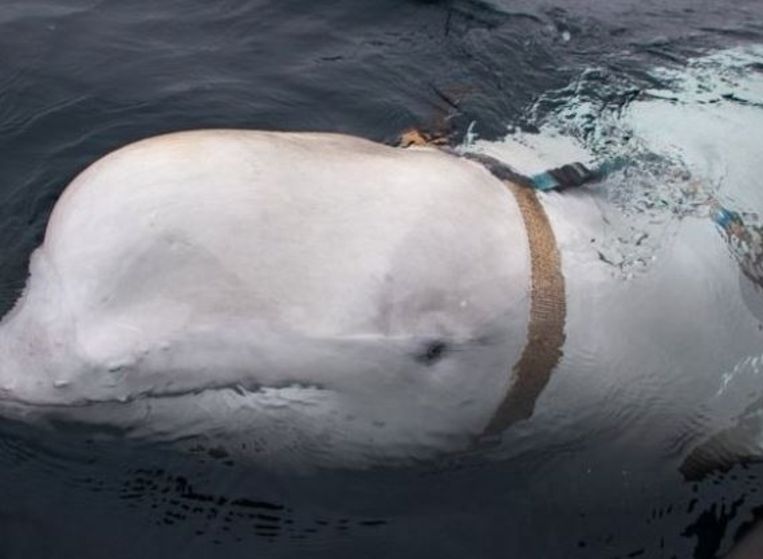 De witte dolfijn droeg een soort van harnas.