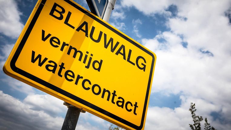 Blauwalg In Zwemwater Hoe Gevaarlijk Is Dat Het Parool
