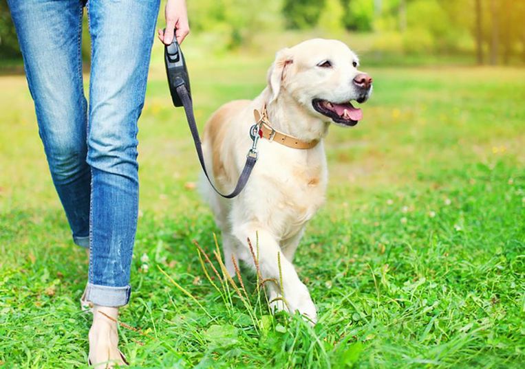 Retrievers bieden hun baasjes de meeste gezondheidsvoordelen aan