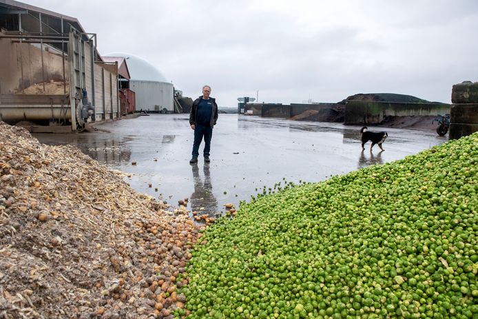 Liander Verandert Gasleidingnet Om Biogas Van Boeren In