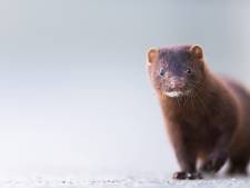 Rechter wijst bezwaar af: ruimingen nertsen in de Peel mogen doorgaan