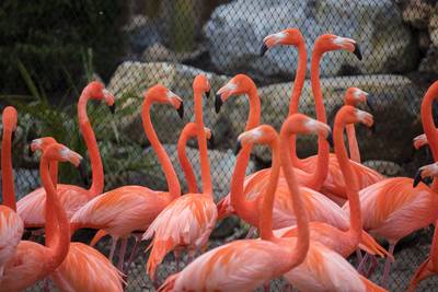 Limburgse dierentuin kleurt volgend jaar roze: 400 flamingo's op komst
