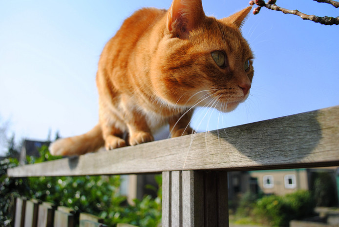 Kattenpoep in tuin