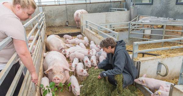 De Hof van Eden voor varkens? Die staat in Lemelerveld - De Stentor