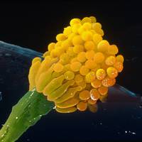 Ziedaar: een resistente schimmel is geboren