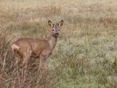 Stefan probeerde doodsbange ree te redden op A50 bij Vaassen: ‘Die lange file kwam door mij, sorry’