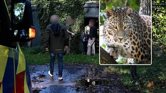 Dierenverzorgster in safaripark Beekse Bergen zwaargewond na aanval door Perzische panter