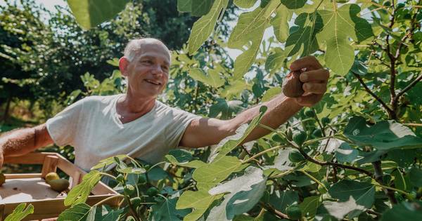 Overvloed aan 'blije vijgen' in Hooge Zwaluwe