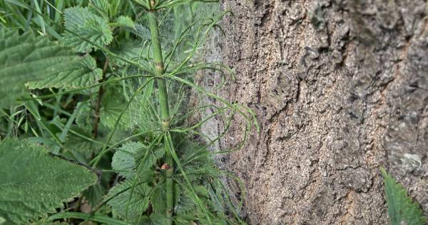 Linke soep voor honden: eikenprocessierupsen zitten minder in bomen, maar kruipen vaker uit de grond
